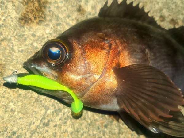 hideup 久次米良信 ブログ写真 2021/02/06