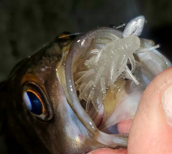 hideup 久次米良信 ブログ写真 2021/03/11