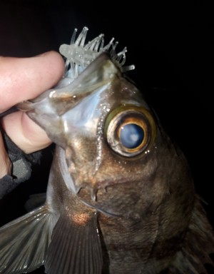 hideup 久次米良信 ブログ写真 2021/03/11