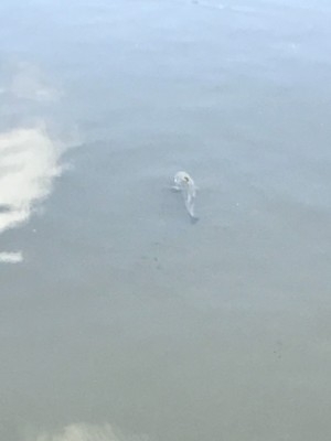 hideup 松本泰明 ブログ写真 2017/08/08