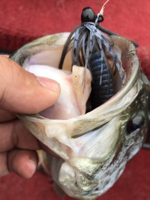 hideup 松本泰明 ブログ写真 2017/04/05