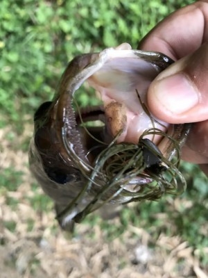 hideup 松本泰明 ブログ写真 2017/07/29