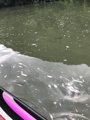 hideup 松本泰明 ブログ写真 2017/07/11