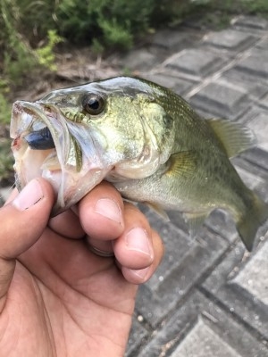 hideup 松本泰明 ブログ写真 2017/08/02