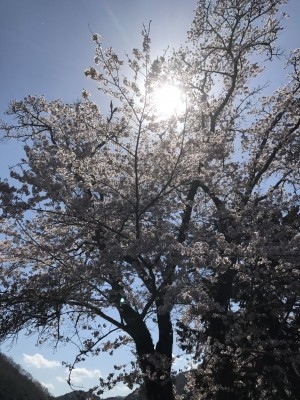 hideup 松本泰明 ブログ写真 2017/04/13