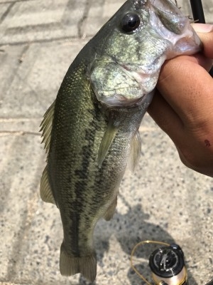 hideup 松本泰明 ブログ写真 2017/08/29