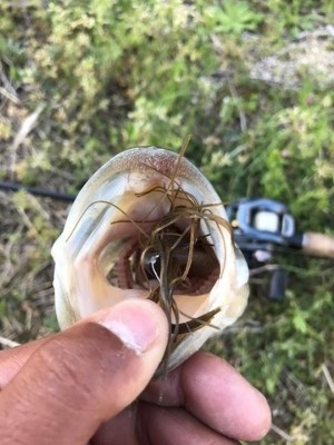 hideup 松本泰明 ブログ写真 2017/04/15