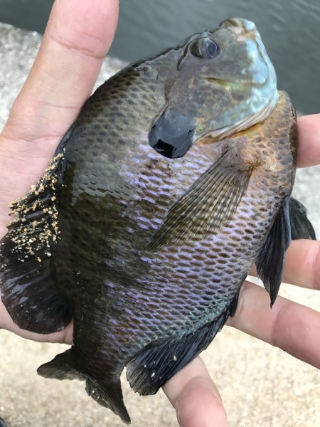 hideup 松本泰明 ブログ写真 2017/05/04