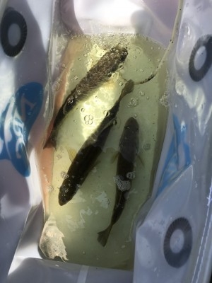 hideup 松本泰明 ブログ写真 2017/08/27