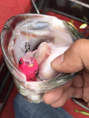 hideup 松本泰明 ブログ写真 2017/04/05