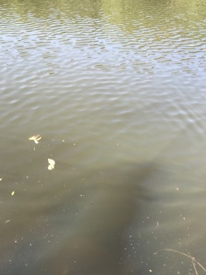 hideup 松本泰明 ブログ写真 2017/11/03