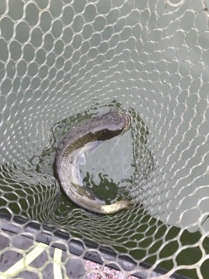 hideup 松本泰明 ブログ写真 2017/08/15