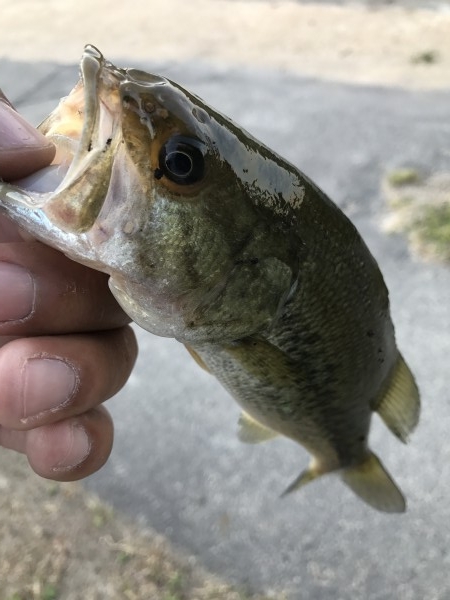 hideup 松本泰明 ブログ写真 2017/05/18