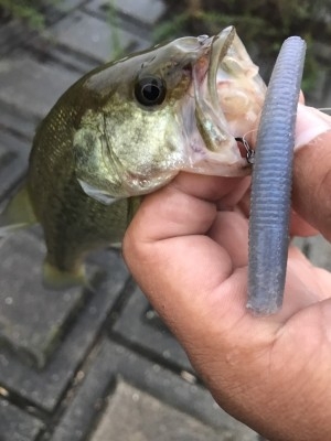 hideup 松本泰明 ブログ写真 2017/09/08