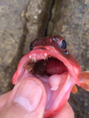 hideup 森田健太郎 ブログ写真 2017/05/22