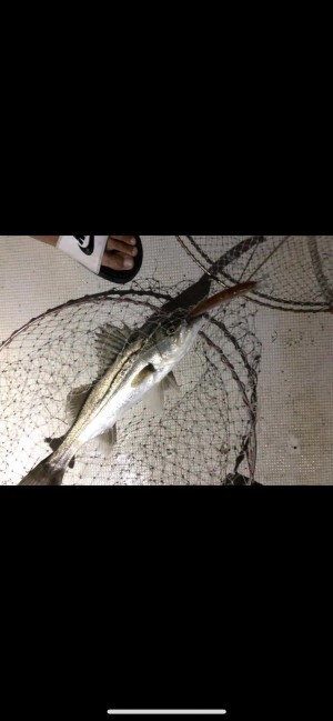 hideup 森田健太郎 ブログ写真 2019/11/12