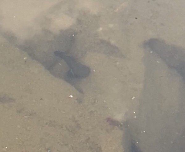 hideup 森田健太郎 ブログ写真 2020/06/15