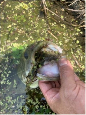 hideup 森田健太郎 ブログ写真 2020/06/16