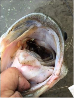 hideup 森田健太郎 ブログ写真 2020/07/03