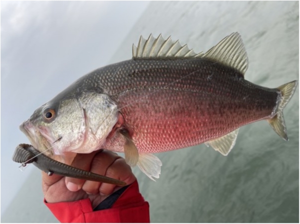 hideup 永野総一朗 ブログ写真 2021/03/17