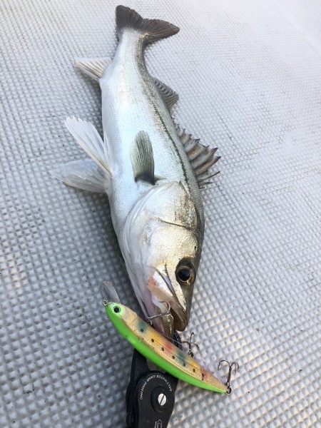 hideup 須江一樹 ブログ写真 2019/11/07