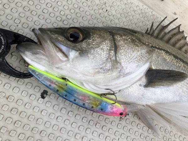 hideup 須江一樹 ブログ写真 2019/11/09