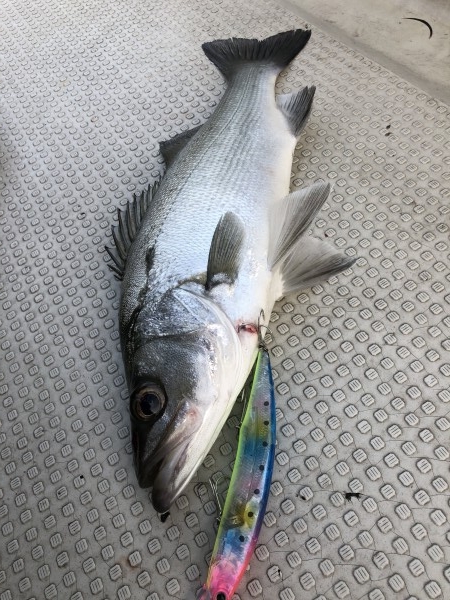 hideup 須江一樹 ブログ写真 2019/11/10