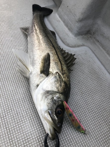 hideup 須江一樹 ブログ写真 2019/11/21