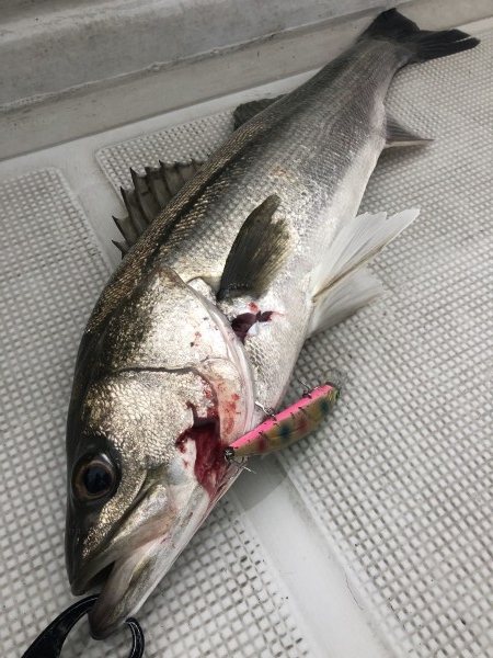 hideup 須江一樹 ブログ写真 2019/11/21