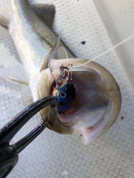 hideup 須江一樹 ブログ写真 2019/11/22