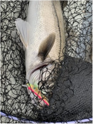 hideup 須江一樹 ブログ写真 2019/12/09