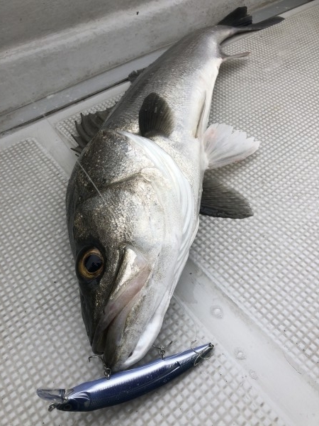 hideup 須江一樹 ブログ写真 2020/01/22