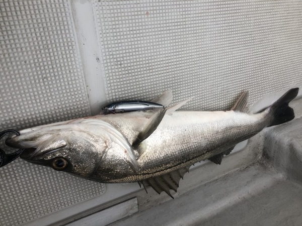 hideup 須江一樹 ブログ写真 2020/01/22