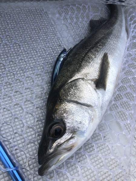 hideup 須江一樹 ブログ写真 2020/01/29