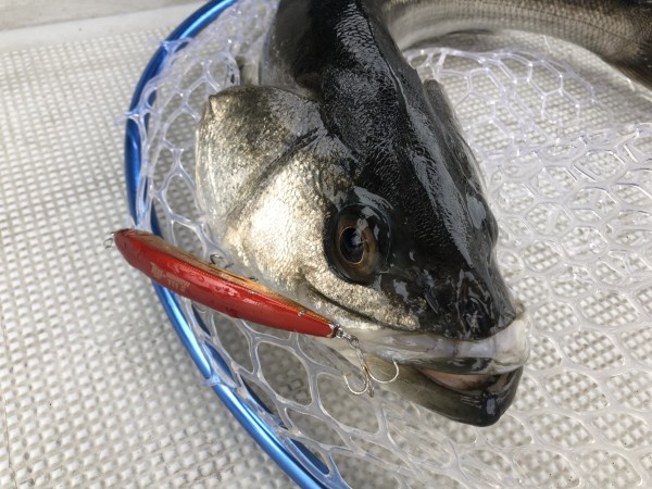 hideup 須江一樹 ブログ写真 2020/01/30