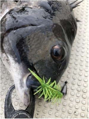 hideup 須江一樹 ブログ写真 2020/03/01