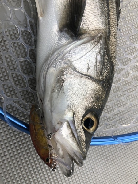 hideup 須江一樹 ブログ写真 2020/04/04