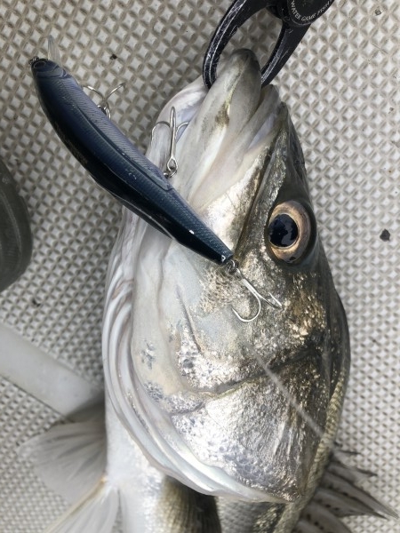 hideup 須江一樹 ブログ写真 2020/04/04