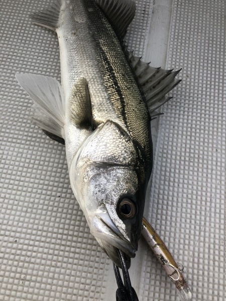 hideup 須江一樹 ブログ写真 2020/04/04