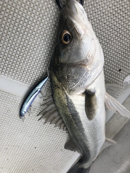 hideup 須江一樹 ブログ写真 2020/04/04