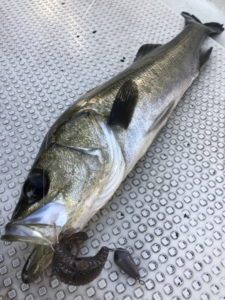 hideup 須江一樹 ブログ写真 2020/04/11