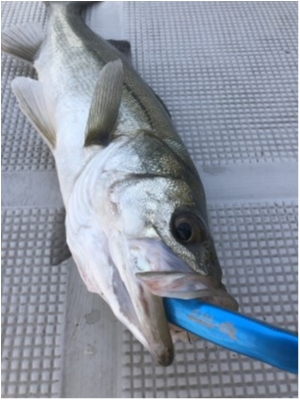 hideup 須江一樹 ブログ写真 2020/07/14